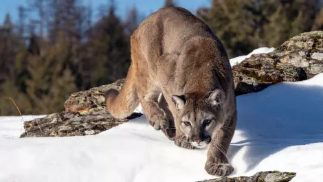 Gettyimages 1203030527