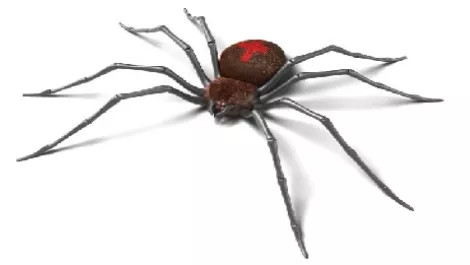 Redbackspider
