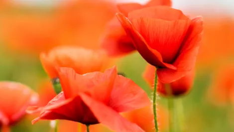 Gettyimages 1064682194